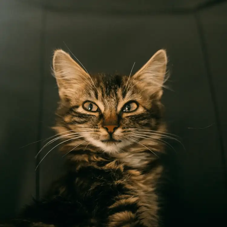 A photo of a cool cat